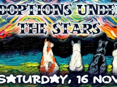 Adoptions Under the Stars: Nov. 16 HSEC Shelter will Stay Open Late until 8 p.m.; Special Adoption Surprises