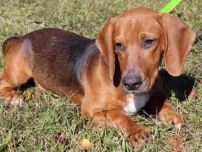 PAHS Pet of the Week: Meet David! Basset Hound Mix is Adorable and Gets Along with Other Dogs, Children