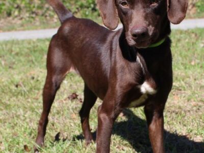 Autauga County Pet of the Week