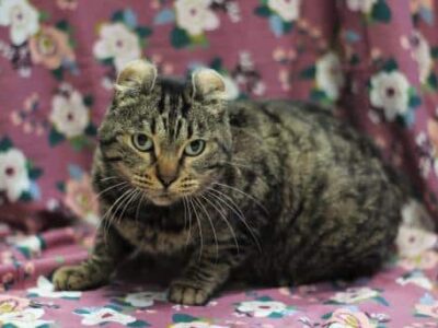 PAHS Pet of the Week: Meet Parsley; Special Needs Cat Needs Special Person/Family