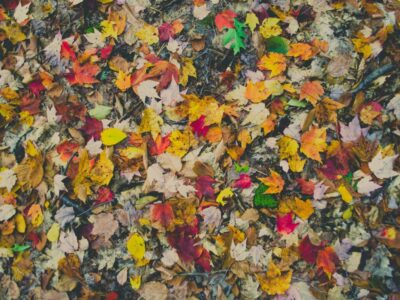 The Factors of Fall Leaf Color