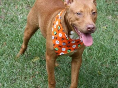 HSEC Pet of the Week: Meet King! American Pit Bull Terrier Mix, he is a Wonderful, Laid-Back Boy