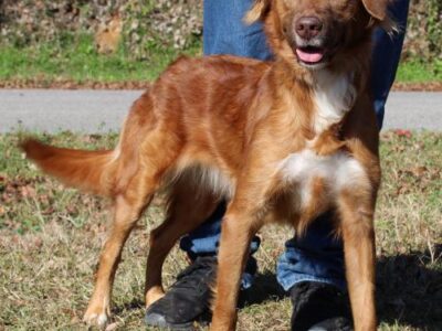PAHS Pet of the Week: Meet Libby! Irish Setter Mix has been Spayed; Great for Home With Children and Only Dog