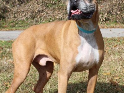 PAHS Pet of the Week: Meet Max! Classic Boxer, he is House Trained, knows Basic Commands and Behaved
