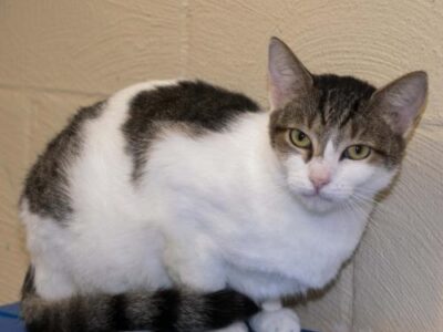 HSEC Pet off the Week: Meet Sassy! Loving, Playful and Quite the Cuddler, She is Waiting for New Home