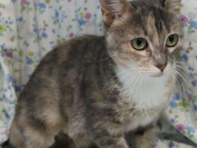 PAHS Pet of the Week: Meet Zilla! Gorgeous Kitty Who is Ready for her Forever Home