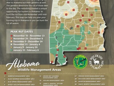 Hunters can use the WFF Rut Map to determine the likely dates of whitetail breeding activity