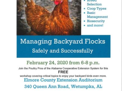 Extension Service Offering FREE Backyard Chicken Management Program Feb. 24 in Wetumpka