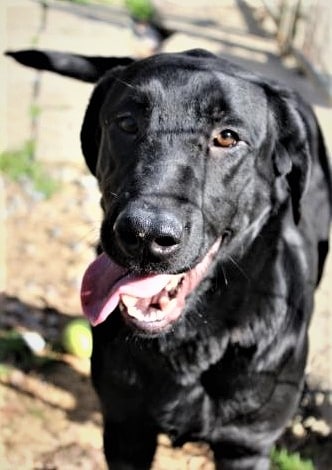 HSEC Pet of the Week: Meet Robin! Beautiful Black Lab Waiting for Home
