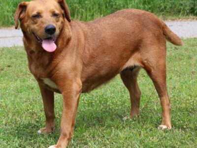 PAHS Pet of the Week: Meet Spectra! Retriever Mix is a Well-Behaved, Calm Southern Gal Who Loves to be Brushed