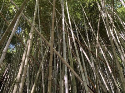 Rich with History, the Bamboo Forest in Prattville has Stood Strong for the Past 80 Years