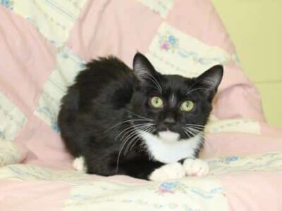 PAHS Featured Pet this Week is Royal, a Sweet Young Kitty
