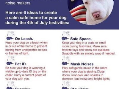 Have a Plan in Place for Your Pets Before the Fireworks Start; More Missing Pets Reported on July 4th