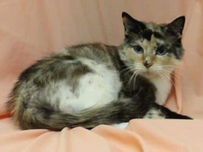 PAHS Pet of the Week: Meet Patches, A Very Special Cat! June is Adopt A Cat Month