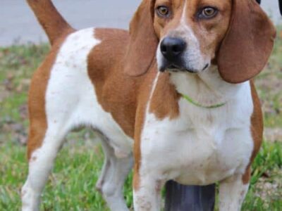 PAHS Pet of the Week: Meet Chief! Handsome Fellow, but an Escape Artist; Will Need a Secure Fence