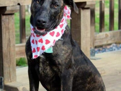 HSEC Pet of the Week: Meet Jersey! High-Energy Gal Could be a Superb Agility Dog, Loves Water and Children