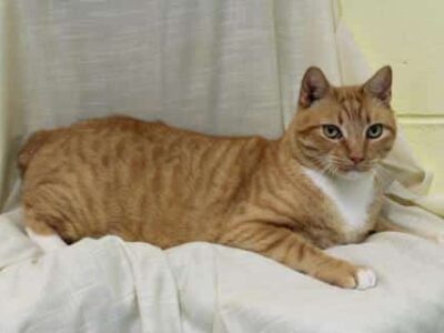 PAHS’ Featured Pet this Week is Tang, Who Appears to be a Relative of Garfield!