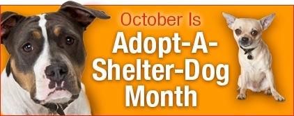 October is Adopt-A-Shelter Dog Month; A New Best Friend is Waiting for You…