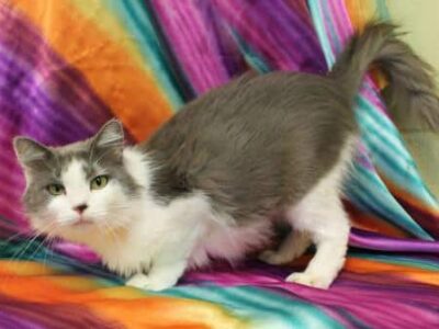 PAHS Pet of the Week: Meet Pops! Gorgeous Green Eyed Lady, Owners were Moving And Could Not Take her With Them