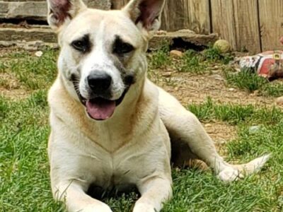HSEC Pet of the Week: Meet Holly! Active Girl Needs Active Owner