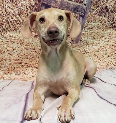 HSEC Pet of the Week: Meet Stitch! Dumped Like Trash, Pup Looking for a Lifetime Family