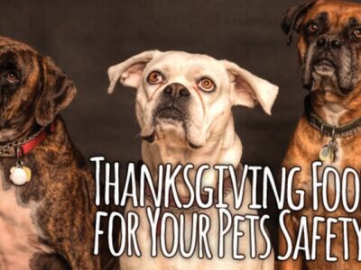 HSEC NEWS: Thanksgiving Safety Planning Should Include Your Pets