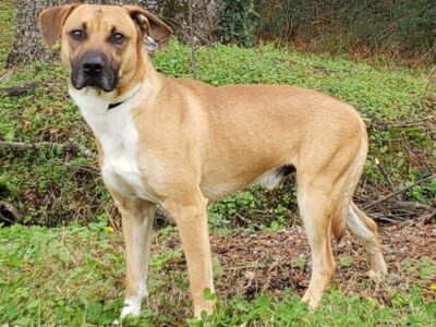 Elmore County Pet of the Week – Hound