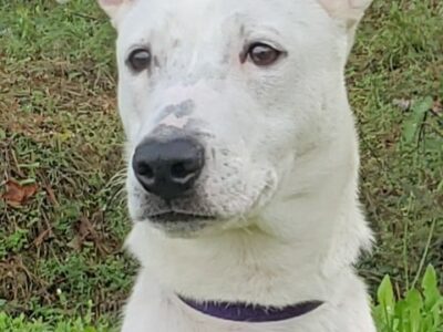 HSEC Pet of the Week: Meet Toga! Great With Other Dogs, Loves to Play