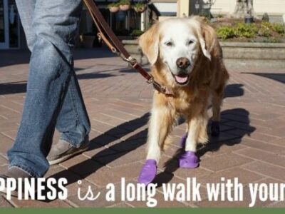 HSEC News: January is National Train Your Dog and Walk Your Pet Month