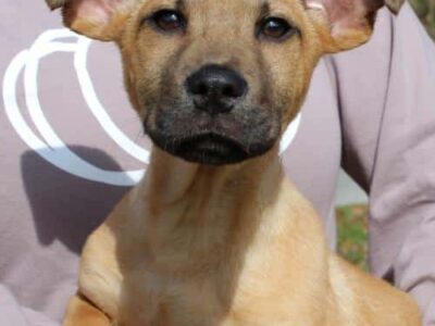 PAHS Pet of the Week: Meet Champ! Handsome 3-Month-Old with Adorable Ears
