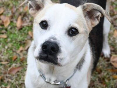 HSEC Pet of the Week: While Dorothy has Special Needs, She has A Lot of Love to Offer