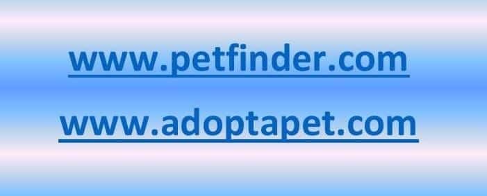 When Looking to Adopt an Animal There are options, Multiple Websites to Choose From
