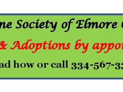 COVID Presented Learning Lessons Across the Country for Animal Shelters, including Elmore County