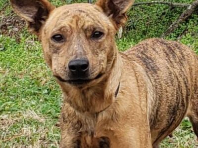 Humane Society of Elmore County Pet of the Week – Carla