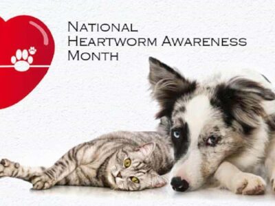 April is Heartworm Awareness Month; ALL dogs in Alabama should be on Heartworm Prevention