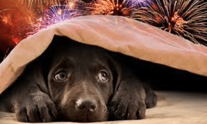 Pet Safety on The Fourth of July