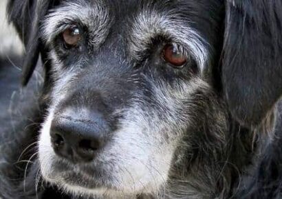 HSEC NEWS: Senior Pets and their Owners Often Need Extra Care