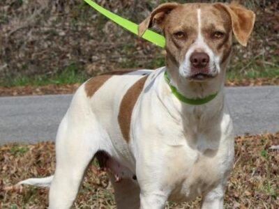 PAHS Pet of the Week: Meet Baby Girl! Pointer Mix has been Spayed and Needs Secure Fence