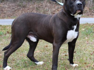 PAHS Pet of the Week: Meet Conan! Big Guy Could be a Great Companion Dog with a Little Patience