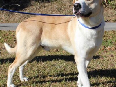 PAHS Pet of the Week: Meet Bart! He is a Big, Sweet boy and Very Active