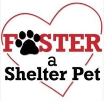 Foster Families Needed for Shelter Pets at Humane Society of Elmore County
