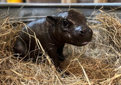 Cuteness Overload! Montgomery Zoo to Debut Pygmy Hippo Calf Thursday