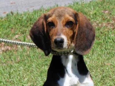 PAHS Pet of the Week is Trooper: Handsome, Young Beagle is Super Active