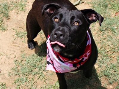 HSEC Pet of the week is Scarlet; Female Pit Good with Other Dogs and Very sweet