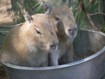 Seven Capybara pups born at Montgomery Zoo in late July