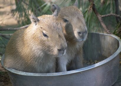 Seven Capybara pups born at Montgomery Zoo in late July