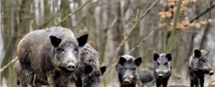 Wild Pigs Doing $50-Million in Damage in Autauga County