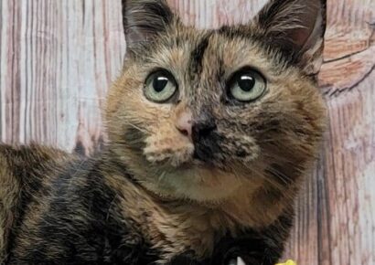 HSEC Pet of the Week is Phoebe; Owner passed away and She needs New family to love