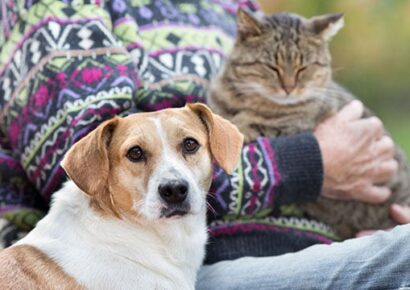 HSEC Reminds us that November is Adopt a Senior Pet Month