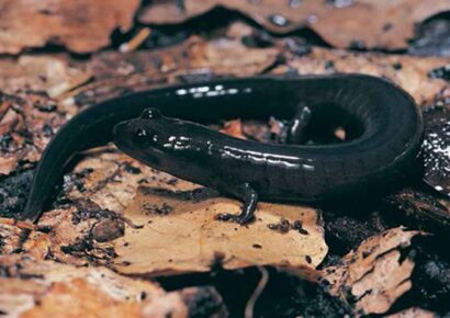 Red Hills Salamander Habitat and Access to Outdoor Recreation to Expand in South Alabama